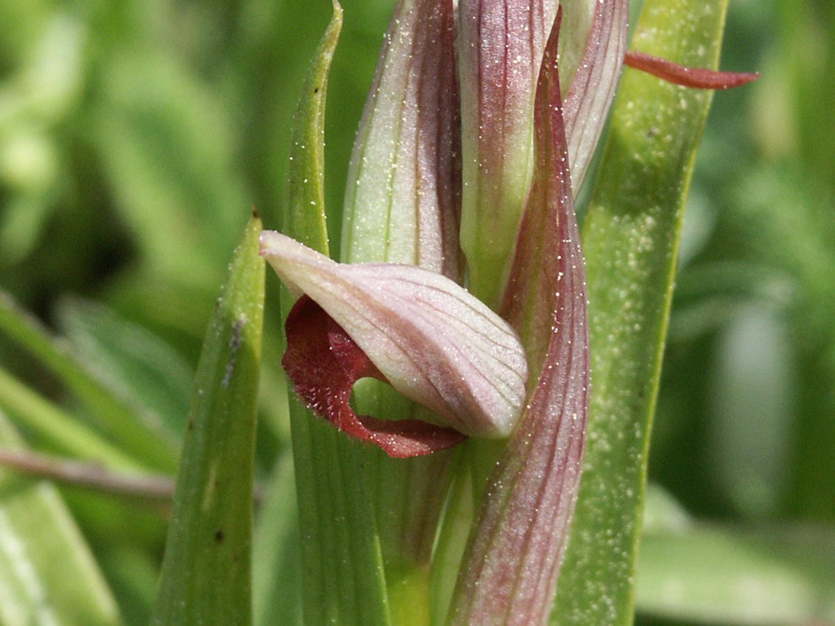 Blüte von der Seite